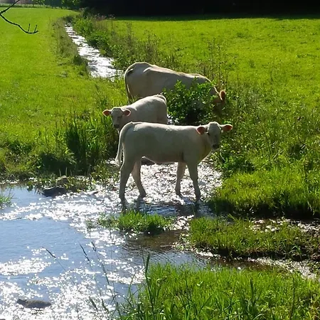 Krahling * Schmallenberg