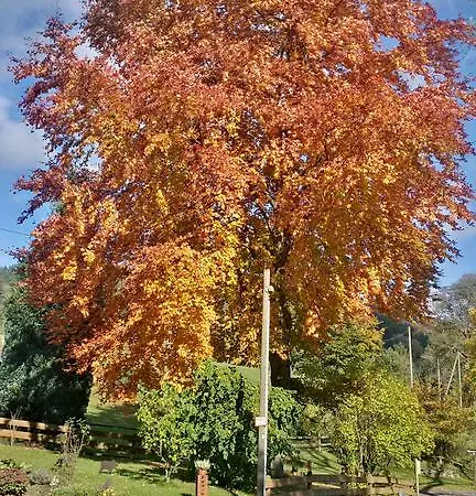 Kraehling Schmallenberg