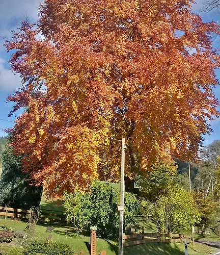 Kraehling Schmallenberg